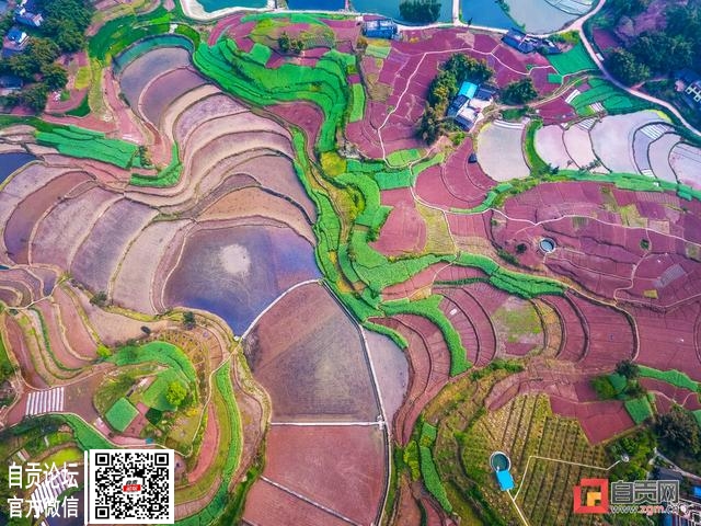 富顺县童寺镇：千亩荷田，美了乡村，富了村民-5.jpg