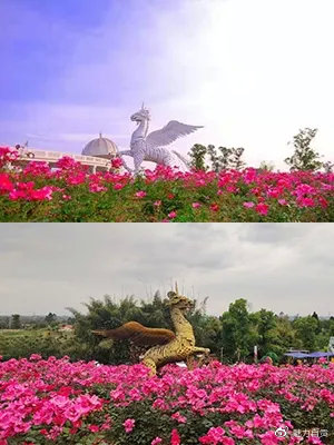 自贡中国玫瑰海第五届文化旅游节，门票无限量免费送！-21.jpg