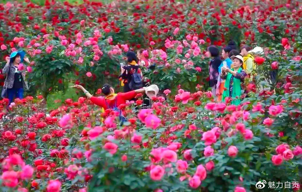 自贡中国玫瑰海第五届文化旅游节，门票无限量免费送！-30.jpg