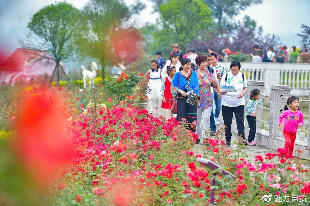 自贡中国玫瑰海第五届文化旅游节，门票无限量免费送！-48.jpg