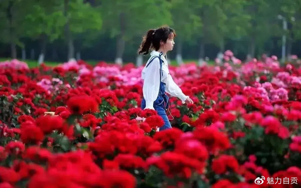 自贡中国玫瑰海第五届文化旅游节，门票无限量免费送！-50.jpg