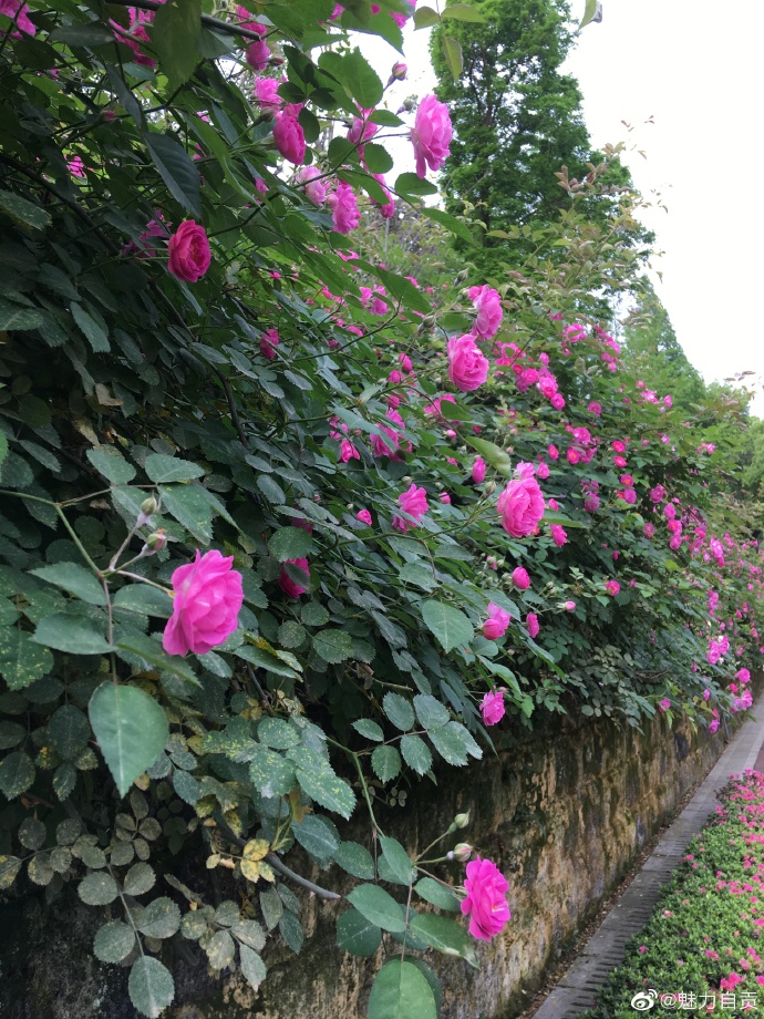 蔷薇花开，太美啦！-1.jpg