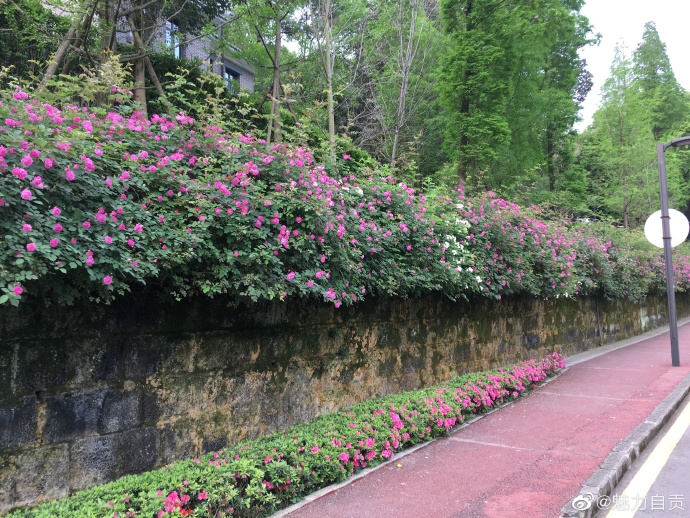 蔷薇花开，太美啦！-2.jpg