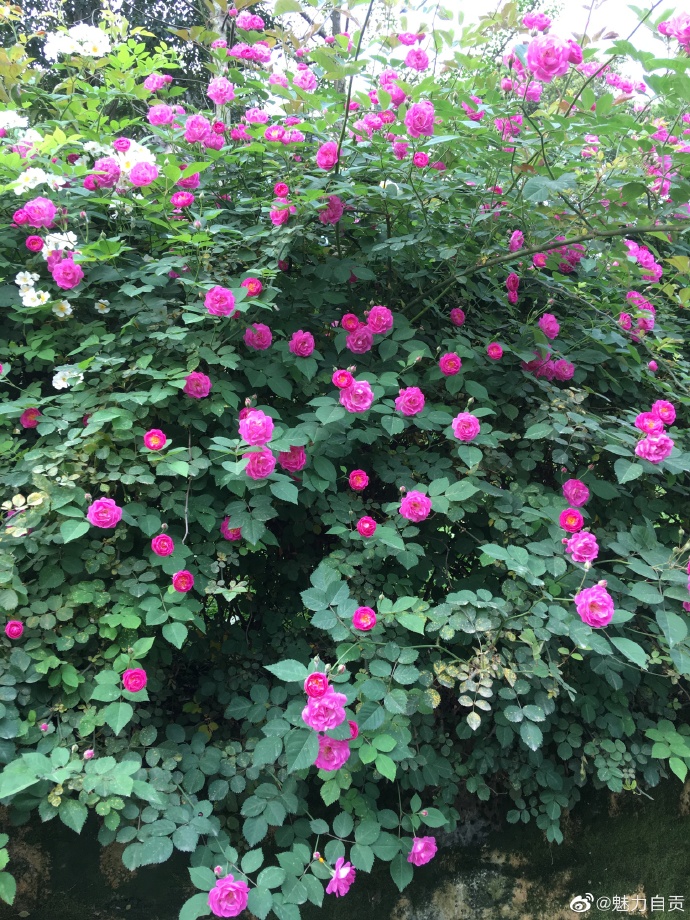 蔷薇花开，太美啦！-5.jpg