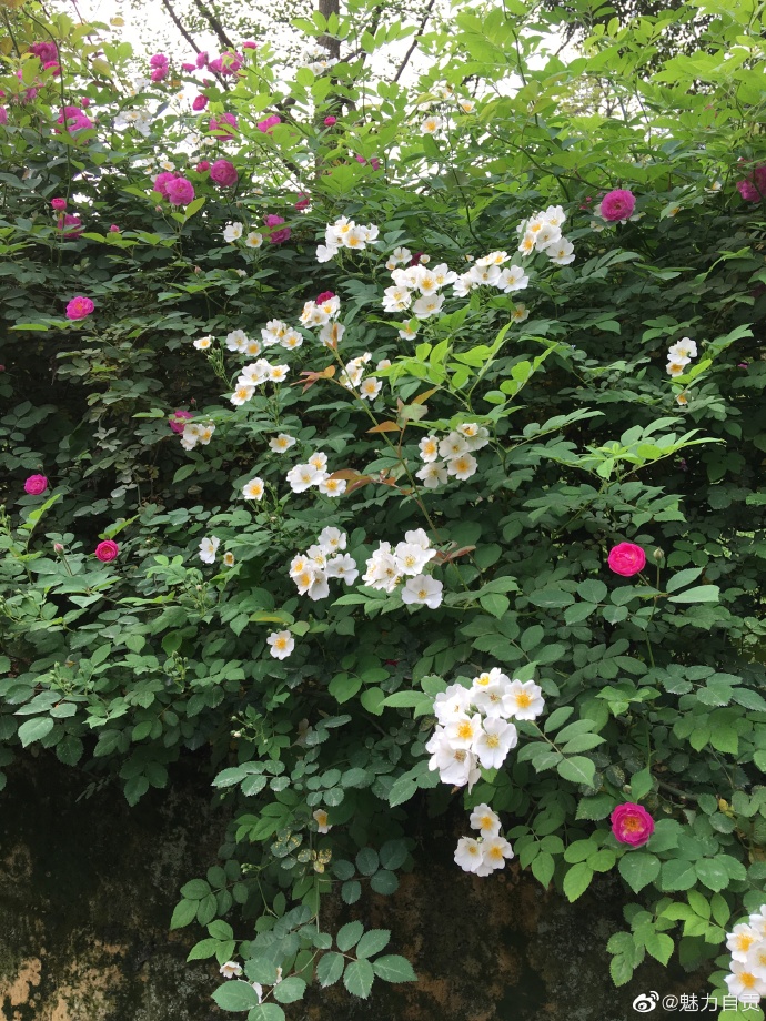 蔷薇花开，太美啦！-4.jpg