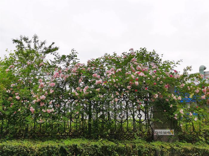 自贡板仓的最美花墙已悄悄绽放，你准备好了吗？-1.jpg