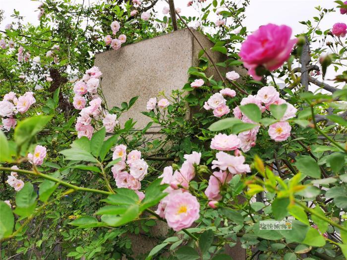 自贡板仓的最美花墙已悄悄绽放，你准备好了吗？-6.jpg