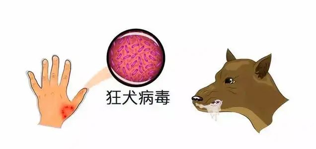 自贡市民注意！四月要注意这些疾病-4.jpg