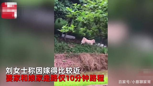 自贡一女子婚后住婆家，娘家狗子每天来看她，网友：娘家来的-1.jpg