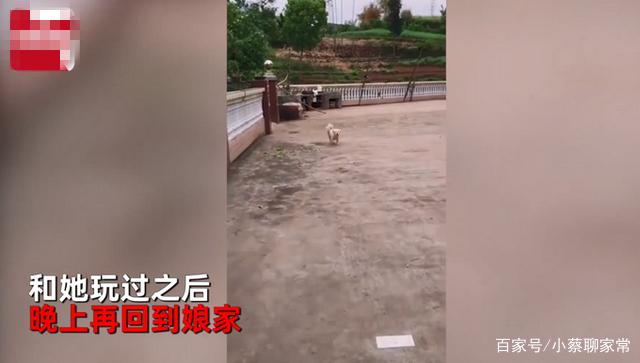 自贡一女子婚后住婆家，娘家狗子每天来看她，网友：娘家来的-3.jpg
