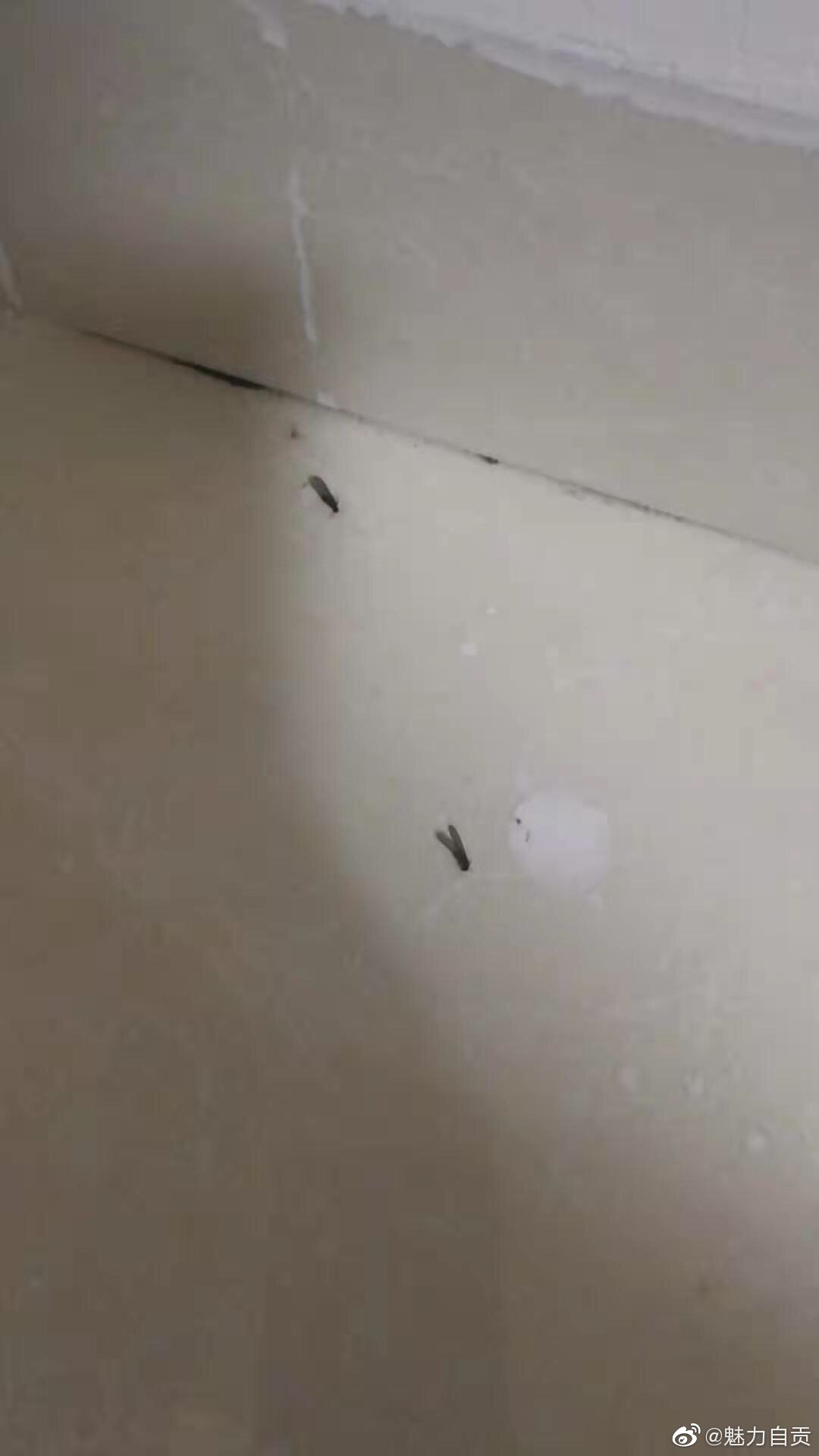 自贡市民家中白蚁出没-1.jpg