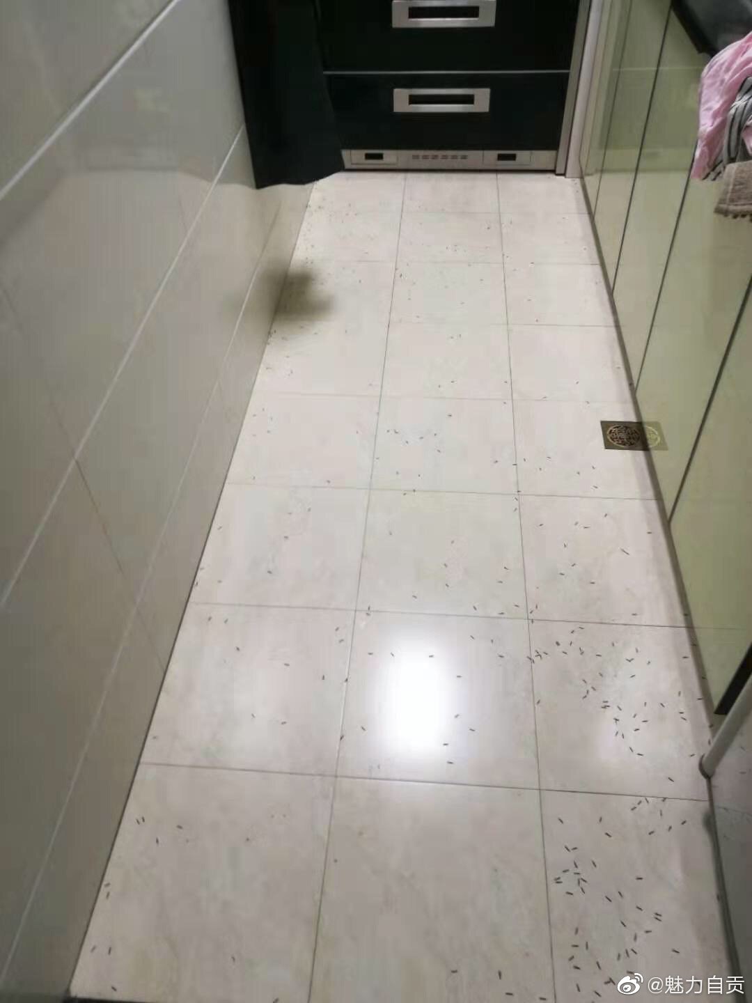 自贡市民家中白蚁出没-2.jpg