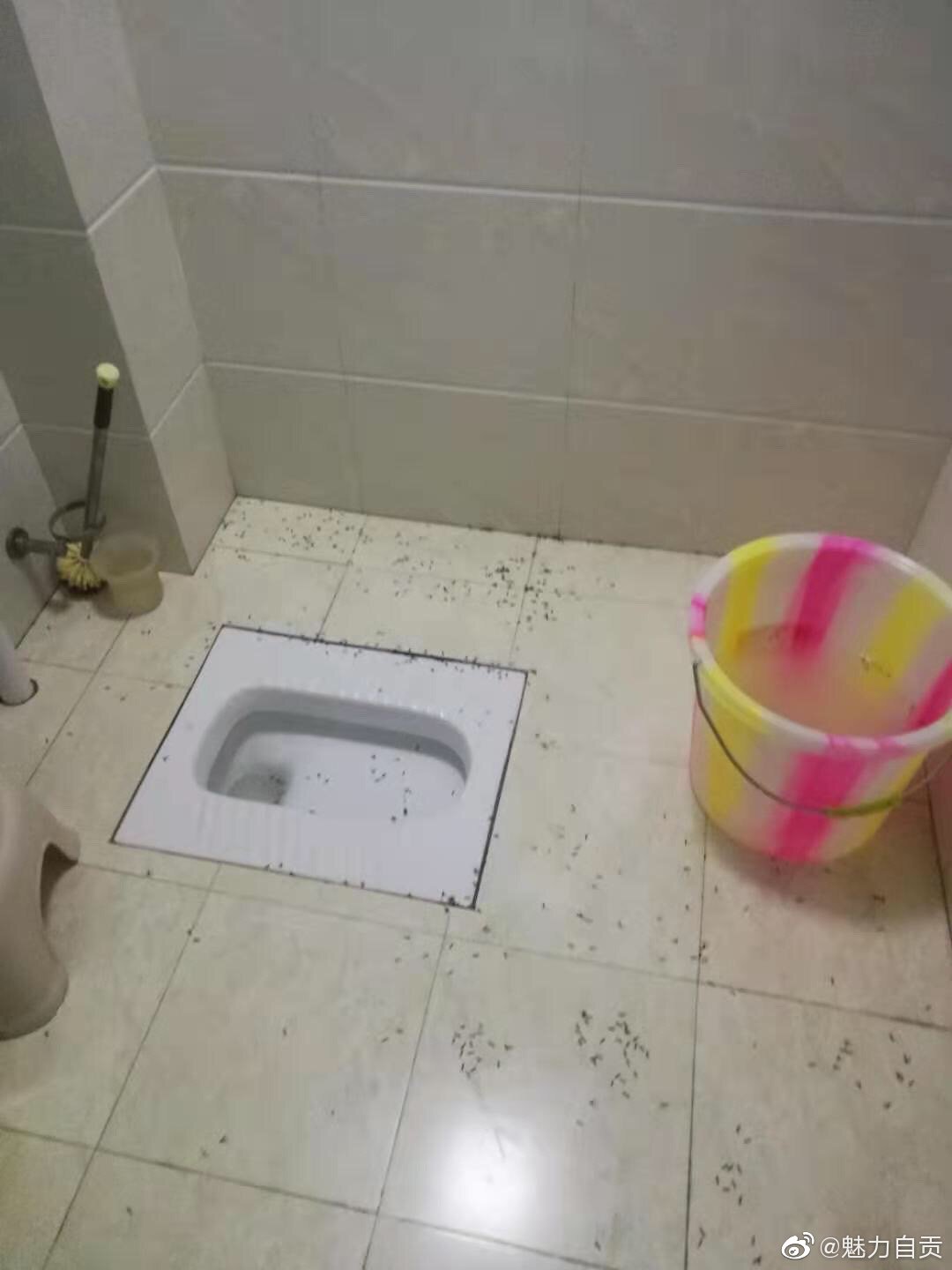 自贡市民家中白蚁出没-3.jpg