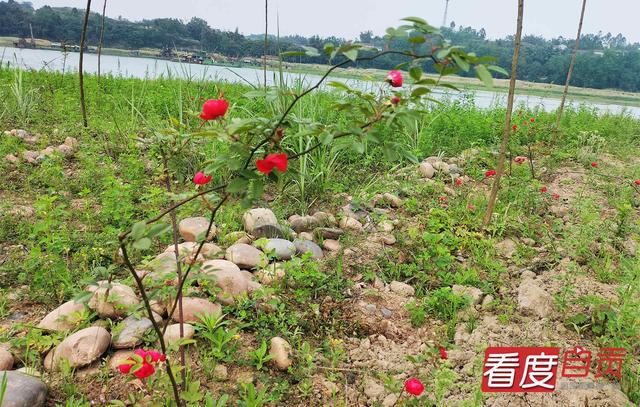 玫瑰开、青草香……自贡“网红草滩”升级了-7.jpg