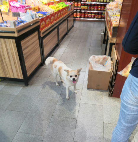 不是说现在不拴狗绳都违法哒？咋子带狗逛超市都不拴狗绳？-4.jpg