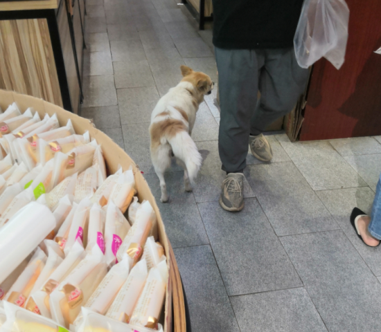 不是说现在不拴狗绳都违法哒？咋子带狗逛超市都不拴狗绳？-2.jpg