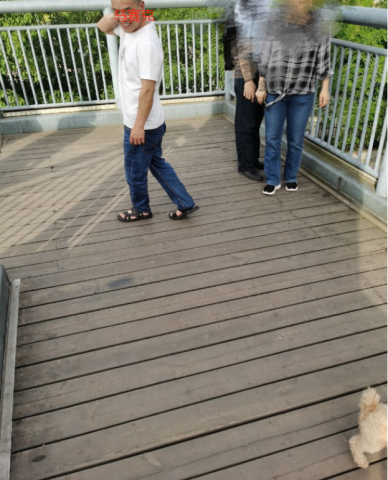 咋子还是有不自觉的哦？遛狗不拴狗绳！！-2.jpg