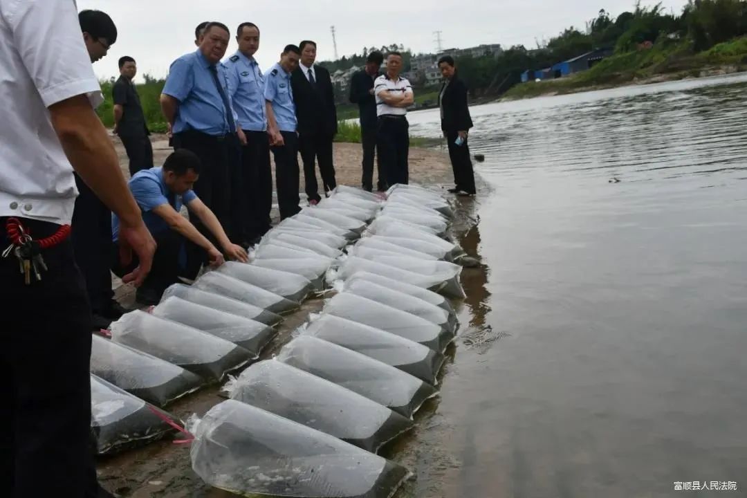 富顺一人购买5万尾鱼苗放流沱江..-1.jpg