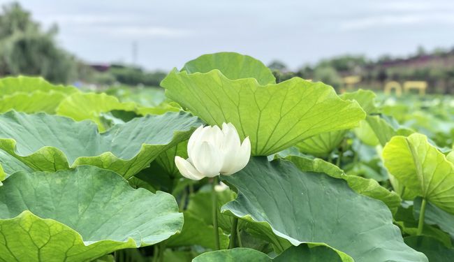 夏日炎炎赏荷最甜！自贡西城第四届荷花文化旅游活动已开启-4.jpg
