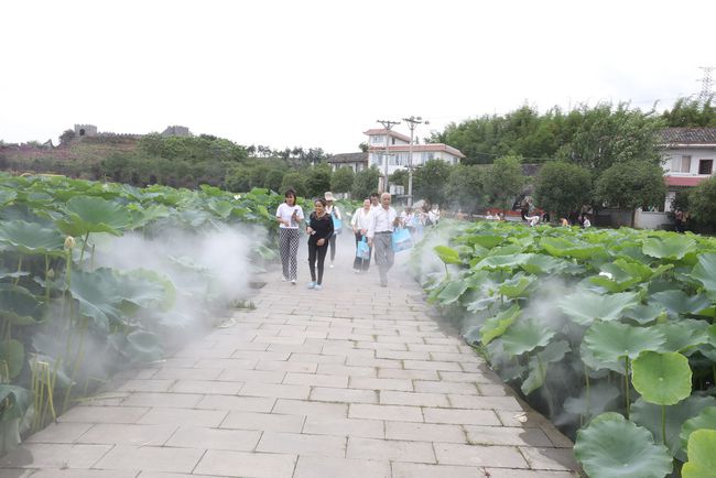 夏日炎炎赏荷最甜！自贡西城第四届荷花文化旅游活动已开启-3.jpg