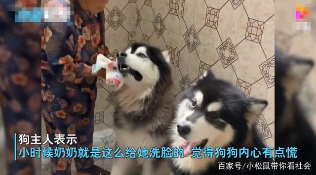 自贡一奶奶给小狗洗脸，表情十分抗拒，网友：内心很慌不敢动-3.jpg
