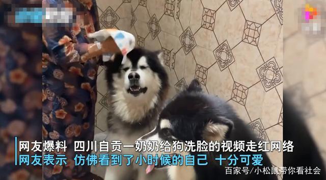 自贡一奶奶给小狗洗脸，表情十分抗拒，网友：内心很慌不敢动-1.jpg