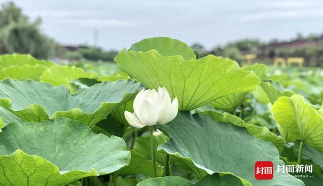 魅力盐都 安逸灯城｜端午出游安排看过来，自贡“盐龙灯食”绝绝子！-9.jpg