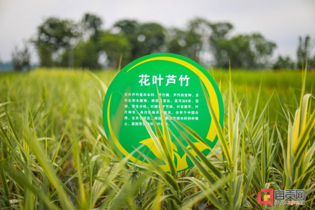 自贡东部新城添“高颜值”公园 宜昆河湿地公园草木葱茏湖水澄碧-11.jpg