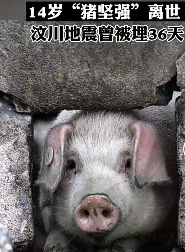 曾在512汶川地震中被埋36天活下来的猪坚强去世啊！-1.jpg