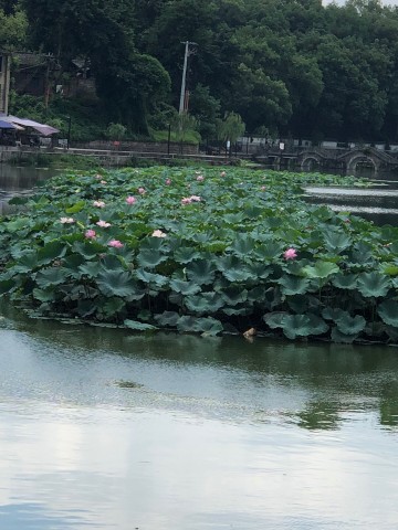 改造后的富顺西湖，蓝天白云湖水清澈很漂亮！-1.jpg