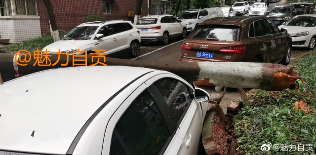 自贡英祥花园，昨天前天砍修树木，今早倒了三颗大树，砸到车了。这就有点冤枉了...-2.jpg