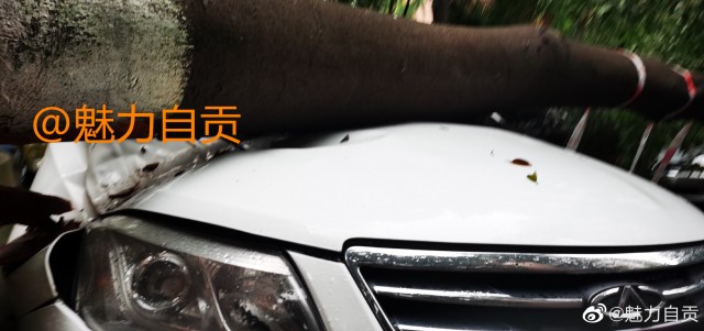 自贡英祥花园，昨天前天砍修树木，今早倒了三颗大树，砸到车了。这就有点冤枉了...-5.jpg
