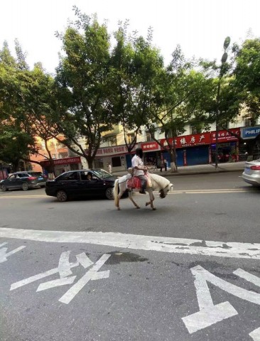 情况？自贡同心路有个大爷在马路上骑马！-1.jpg