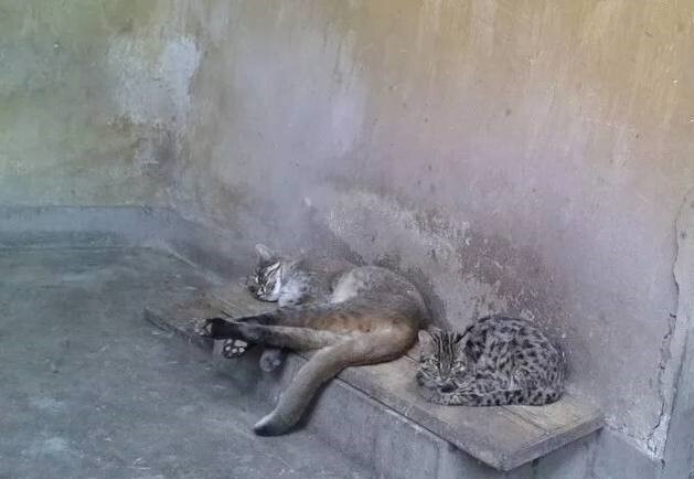叹息！自贡动物园的金猫走了，全国动物园中仅剩两只对外公展的金猫-2.jpg
