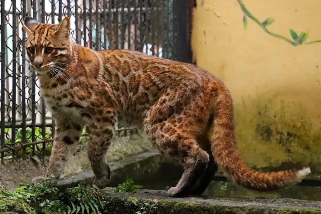 叹息！自贡动物园的金猫走了，全国动物园中仅剩两只对外公展的金猫-1.jpg