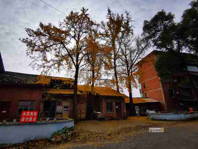 满地金黄，百年银杏惊艳了自贡大山铺老街的时光！-1.jpg