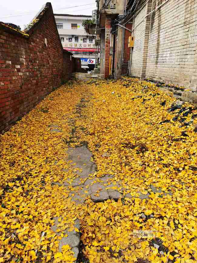 满地金黄，百年银杏惊艳了自贡大山铺老街的时光！-4.jpg