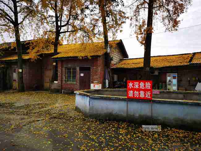 满地金黄，百年银杏惊艳了自贡大山铺老街的时光！-7.jpg