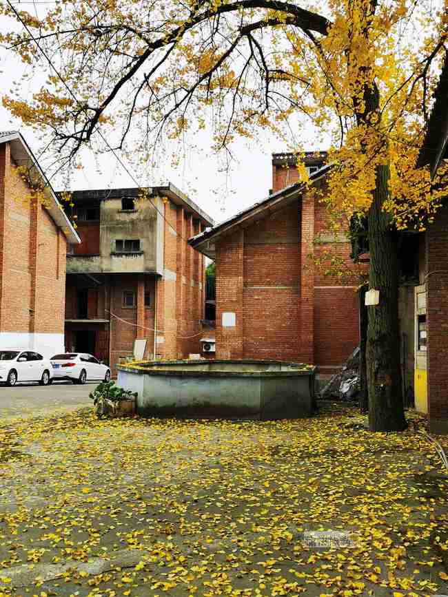 满地金黄，百年银杏惊艳了自贡大山铺老街的时光！-10.jpg