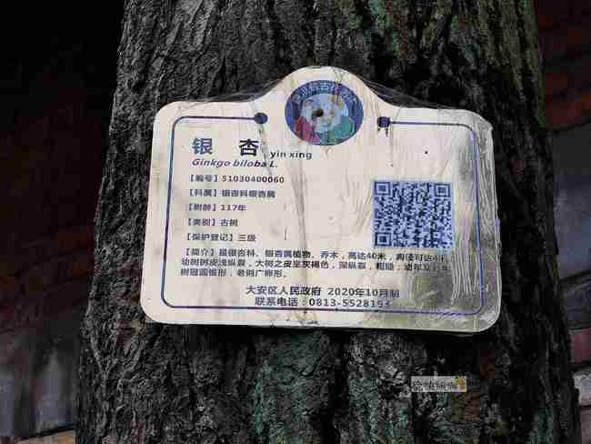 满地金黄，百年银杏惊艳了自贡大山铺老街的时光！-11.jpg