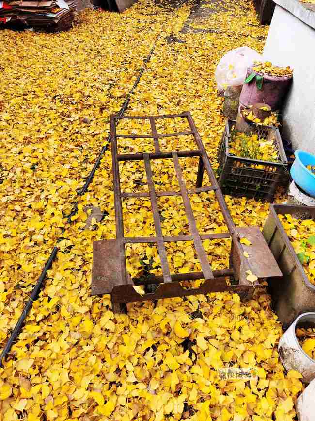 满地金黄，百年银杏惊艳了自贡大山铺老街的时光！-12.jpg