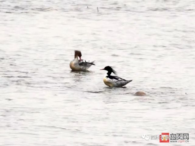 自贡发现国家一级重点保护野生动物中华秋沙鸭、黑鹳-1.jpg