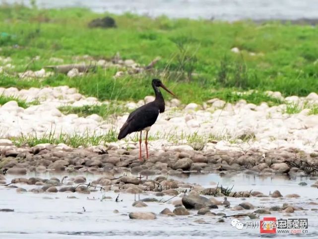 自贡发现国家一级重点保护野生动物中华秋沙鸭、黑鹳-2.jpg
