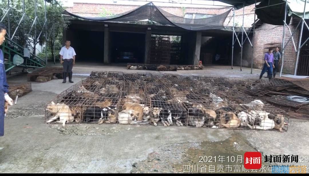 “富顺一农业公司贩卖犬只”，被救下的近400犬只去向：部分死亡无害化处理 剩余...-3.jpg