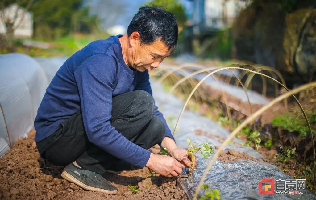 逐渐升温！自贡真正的春天要来了-4.jpg