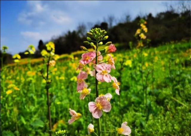 自贡三多寨惊现“内自同城”油菜花田-1.jpg