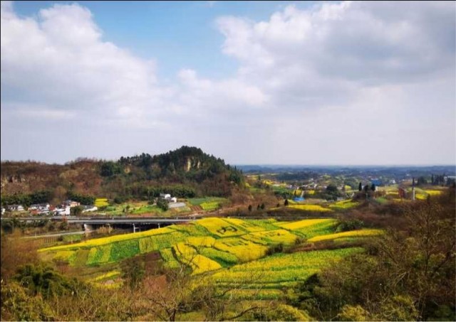自贡三多寨惊现“内自同城”油菜花田-2.jpg