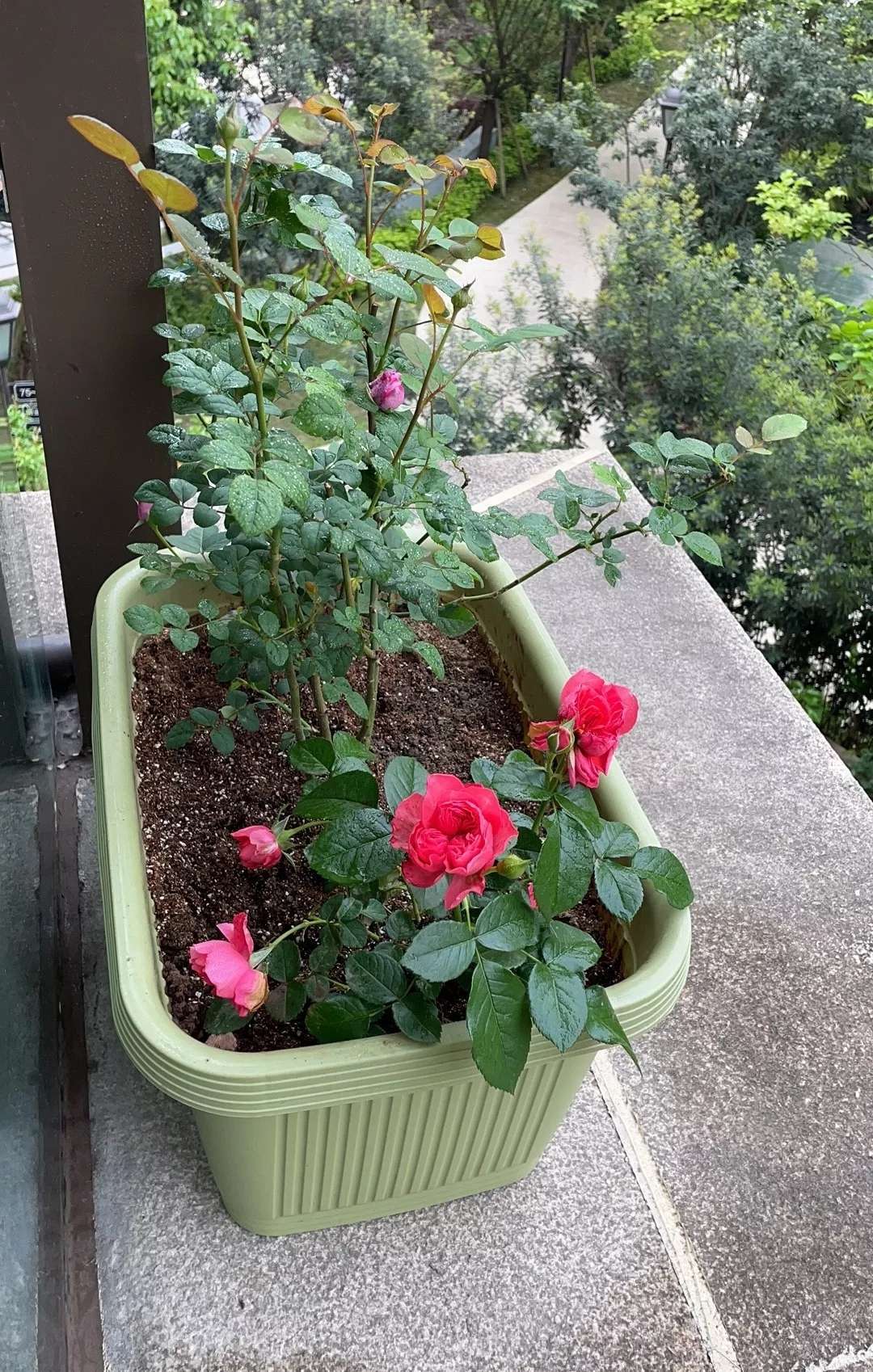 伺弄伺弄我的这些花花草草-1.jpg