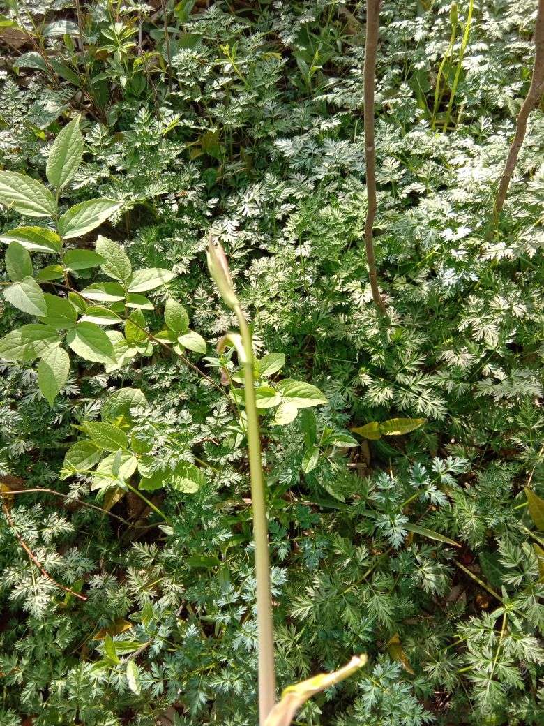 这是个什么野菜？有谁知道的吗？见过吗？-1.jpg