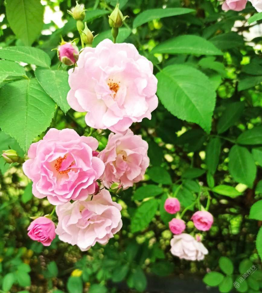 周末清晨的蔷薇花，芬芳扑鼻而来，沁人心脾-1.jpg